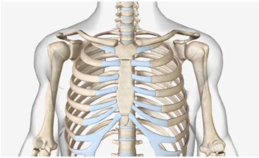 사람의 흉곽의 뼈를 나타낸 그림
