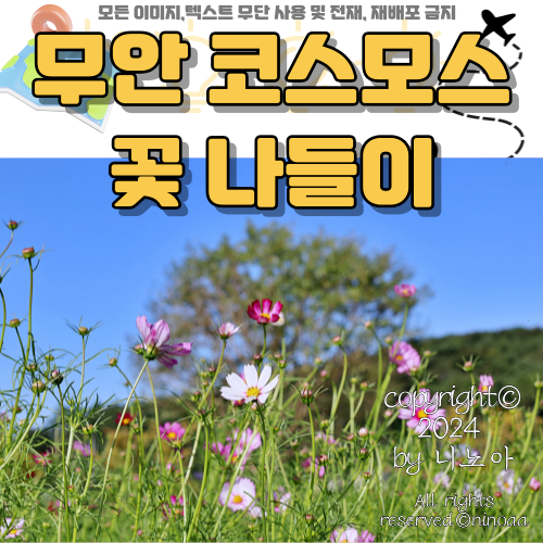 무안-코스모스-꽃-나들이-사진