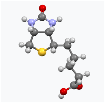 비오틴 분자모형
