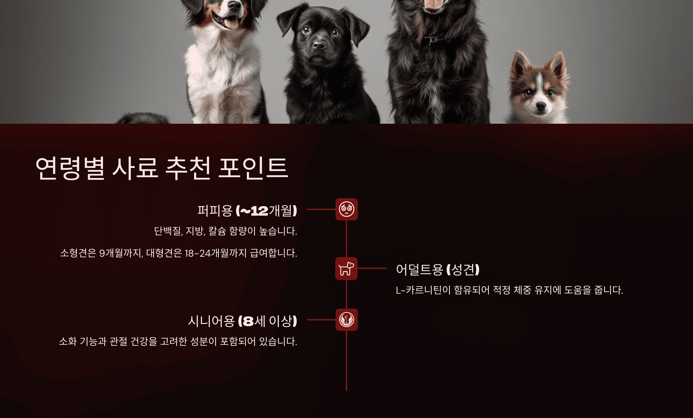 반려견 연령별 사료 추천 포인트