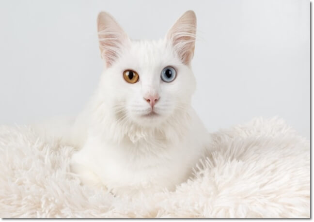 하얀고양이와눈이마주치는꿈