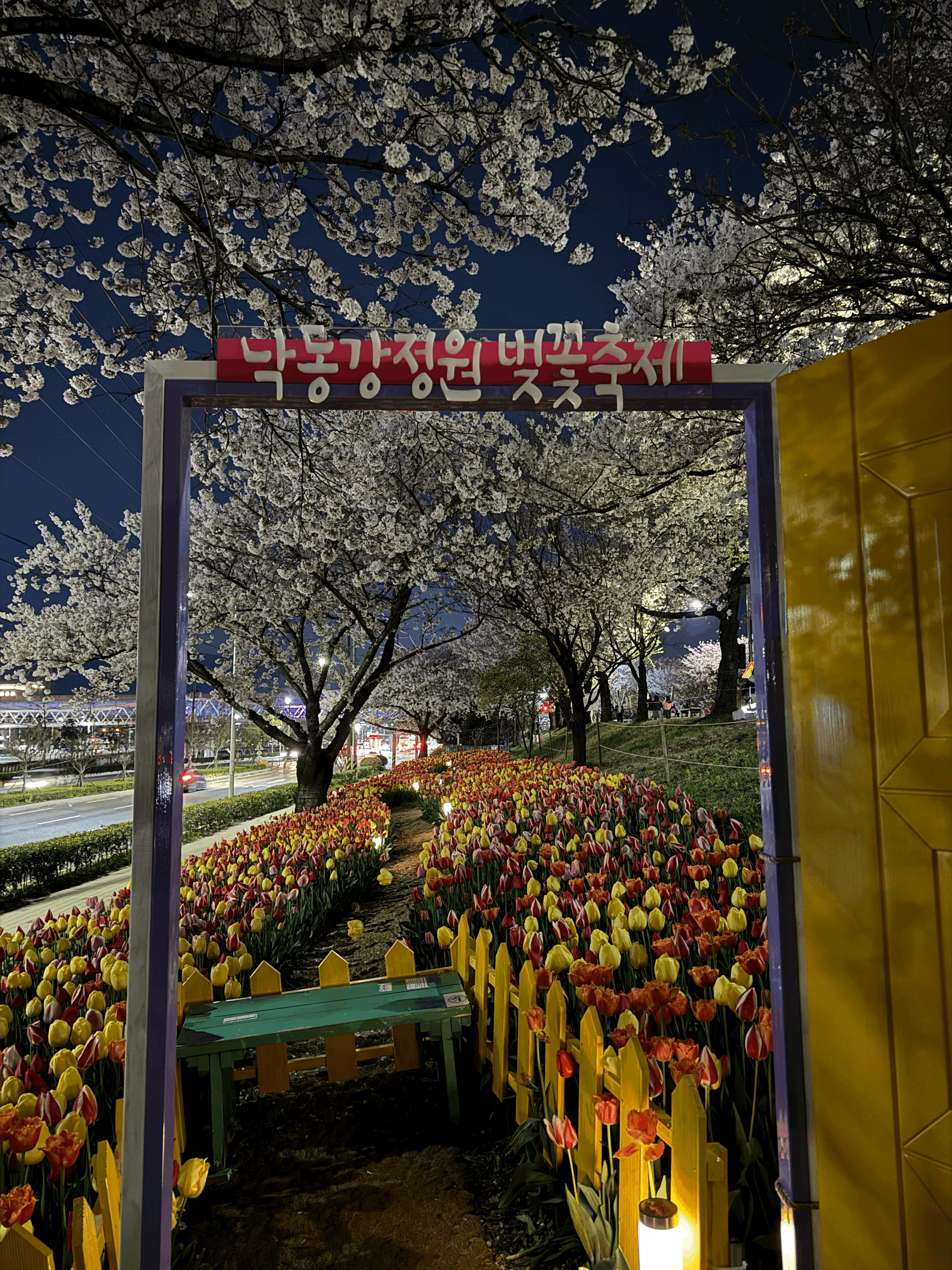 보라색 문틀에 노랑문이 열려 있고
문 넘어로 노랑&#44;빨랑 튤립과 벚꽃나무가 함께 있다.