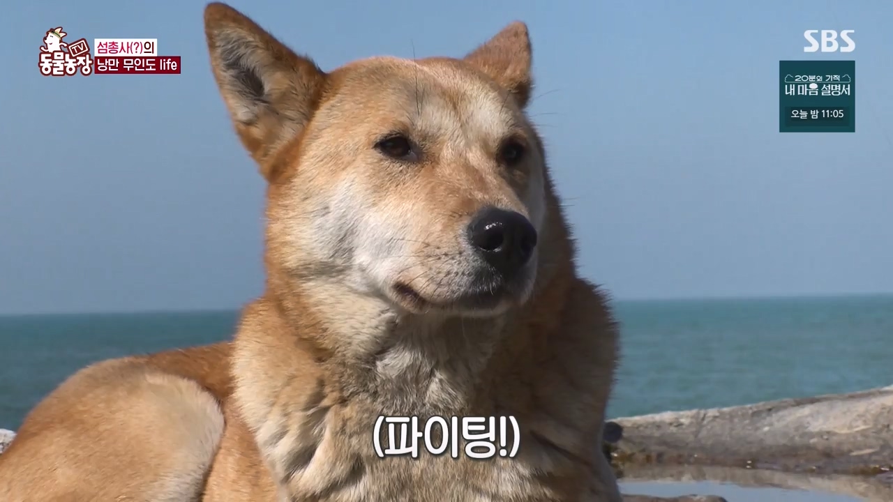 TV 동물농장.E1172.240520p-NEXT.mp4_20240519_165217.747.jpg