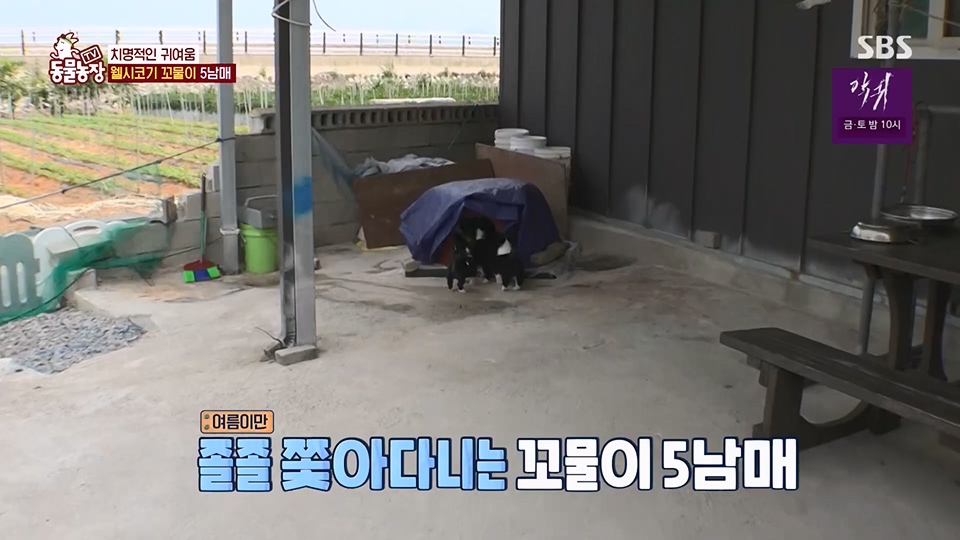 TV 동물농장.E1126.230625p.H264-F1RST.mp4_20230626_204253.741.jpg