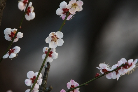 Plum-blossoms