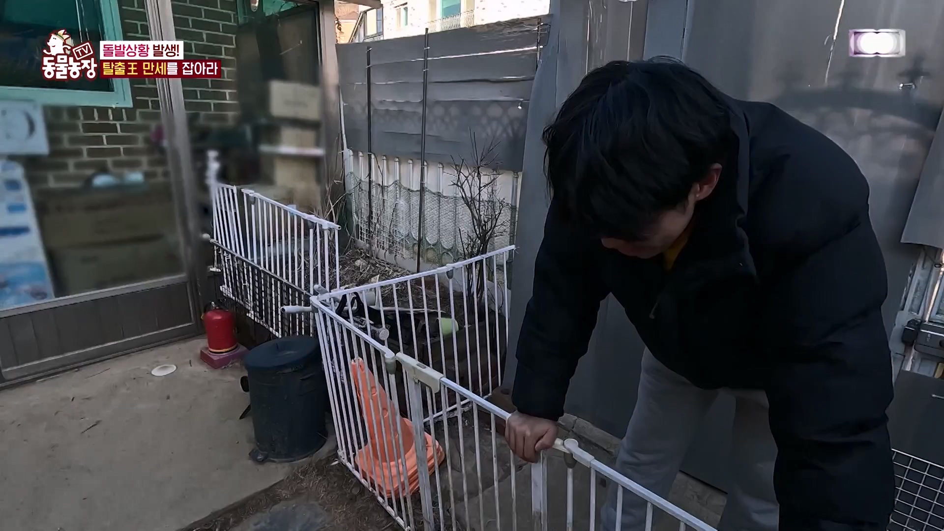 TV 동물농장.E1161.240303p-NEXT.mp4_20240303_172249.206.jpg