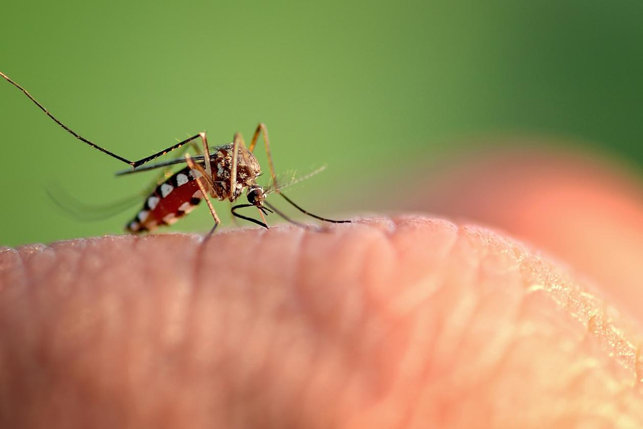 모기 침 속 단백질 종류는? 항응고제 아파닐린, 혈관 확장제 넉타리닌, 면역 조절제 살리바플렉틴, 진통제 아노파스틴