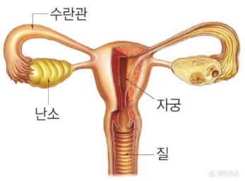 난소