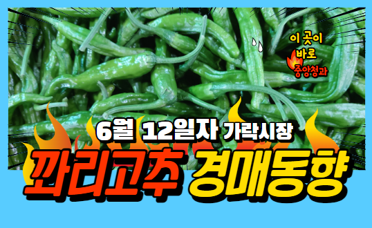  [경매사 일일보고] 6월 12일자 가락시장 꽈리고추 경매동향을 살펴보겠습니다!