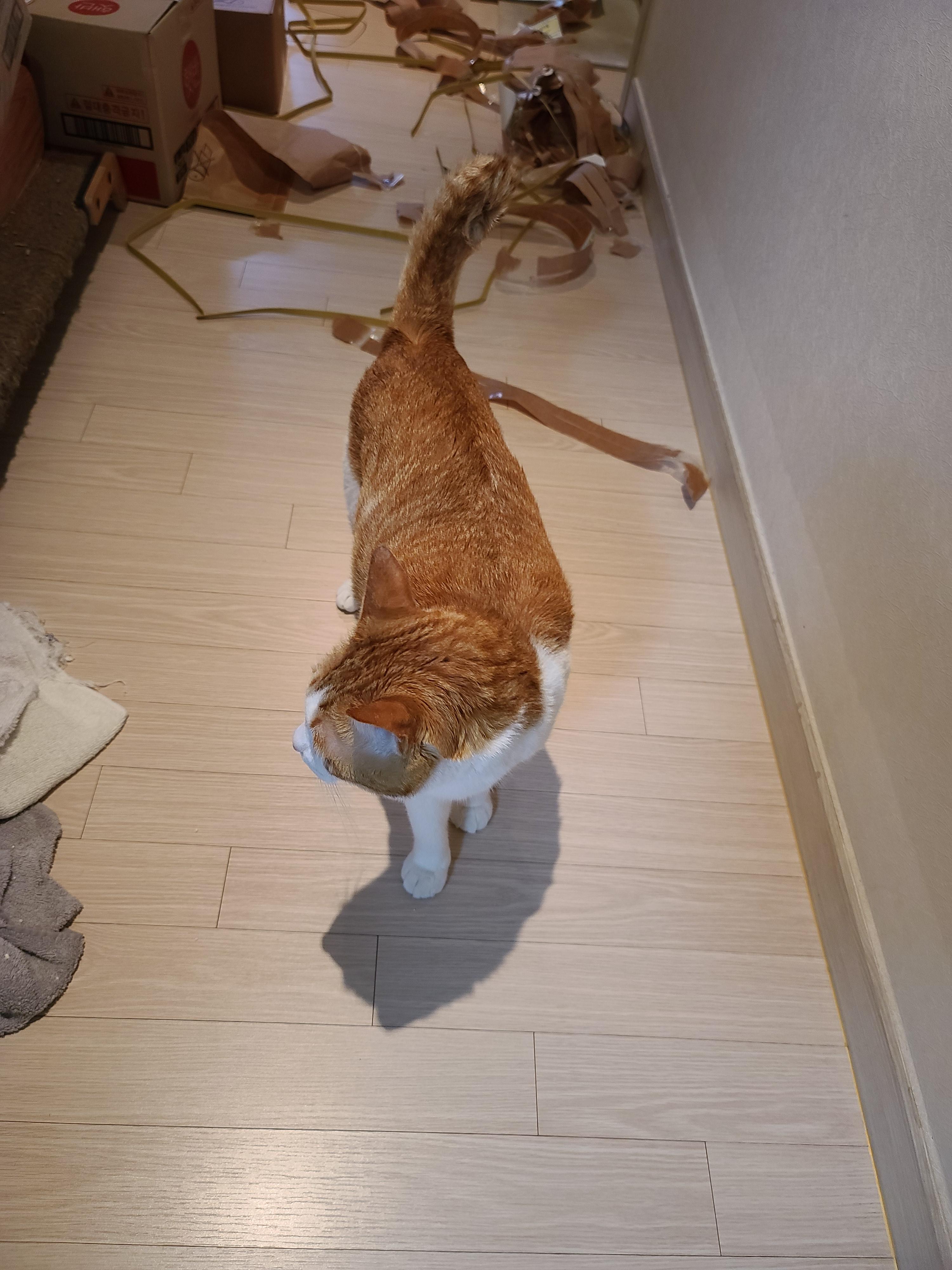 5월 1일 고양이들 모래 화장실전체갈이!(feat. 바우젠)