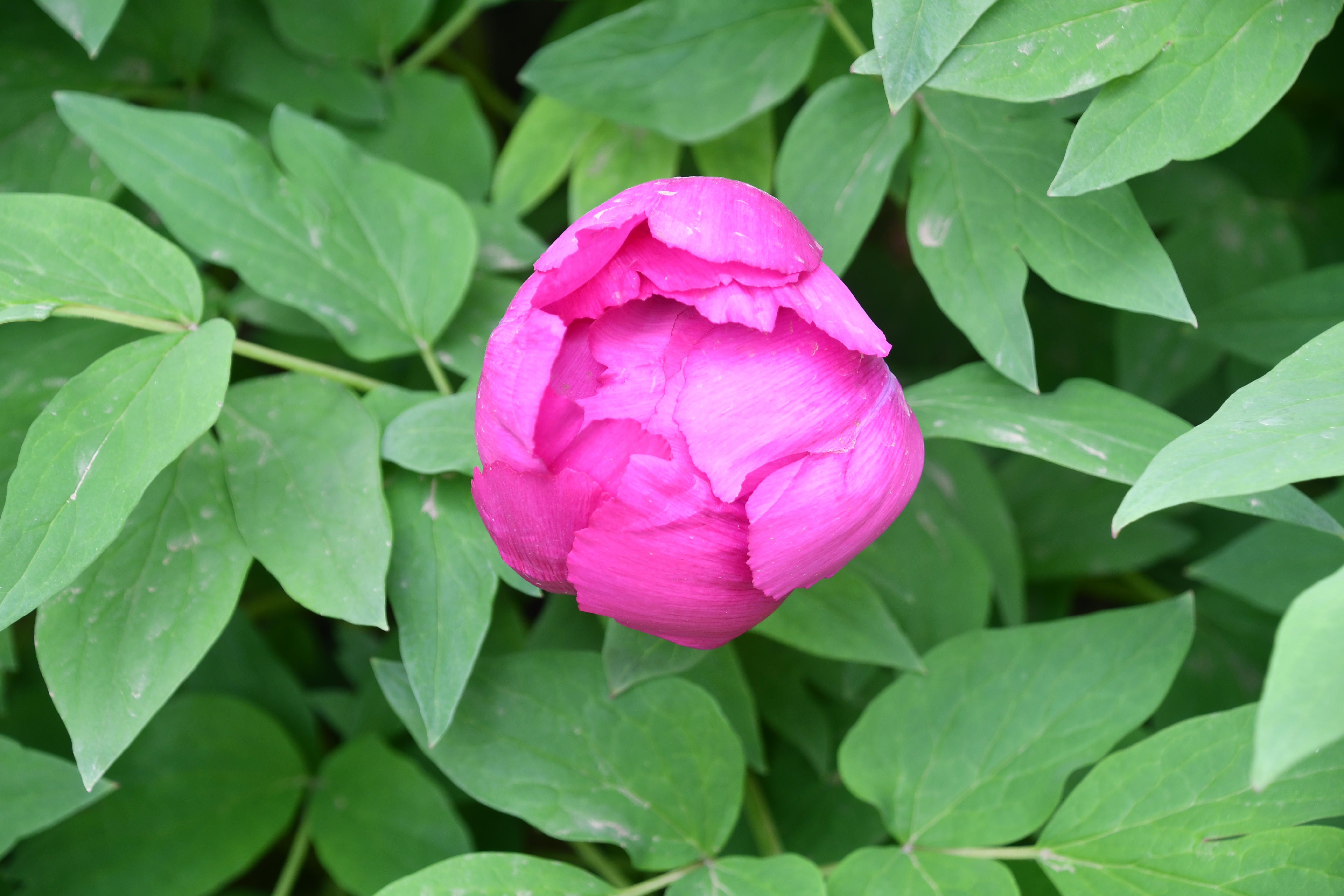 모란5호_증산별장 4