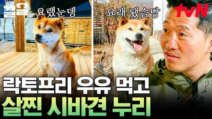 시바견 분양 가격 성격 몸무게 장단점 털빠짐_7