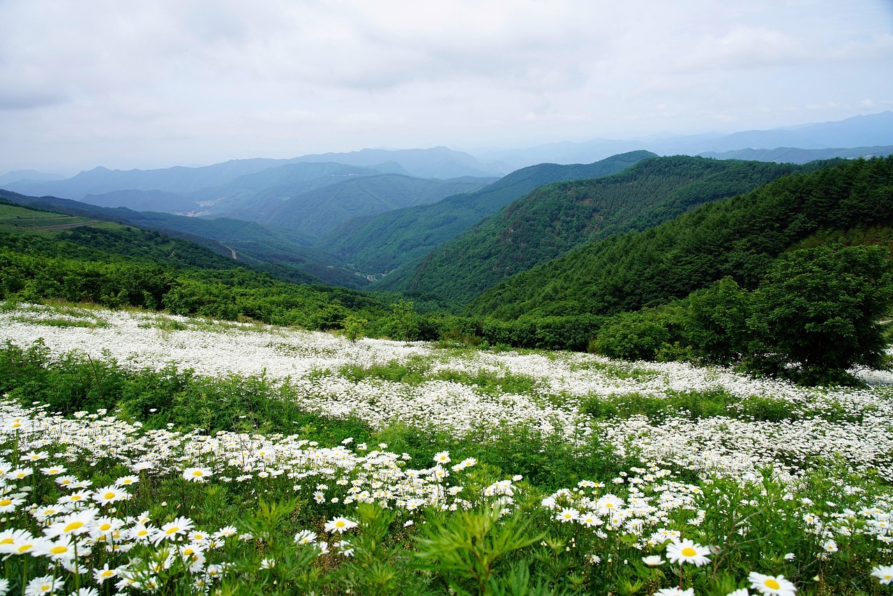 거창 별바람언덕 샤스타데이지