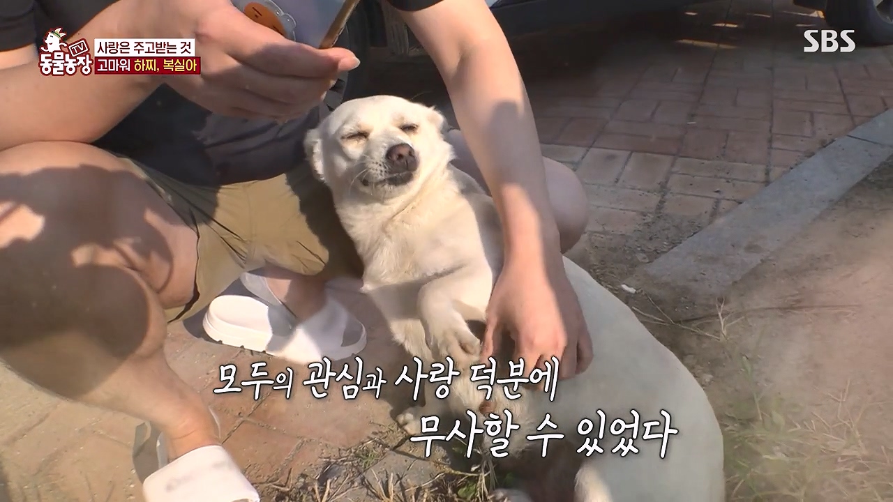TV 동물농장.E1138.230918p-NEXT.mp4_20230917_172144.637.jpg
