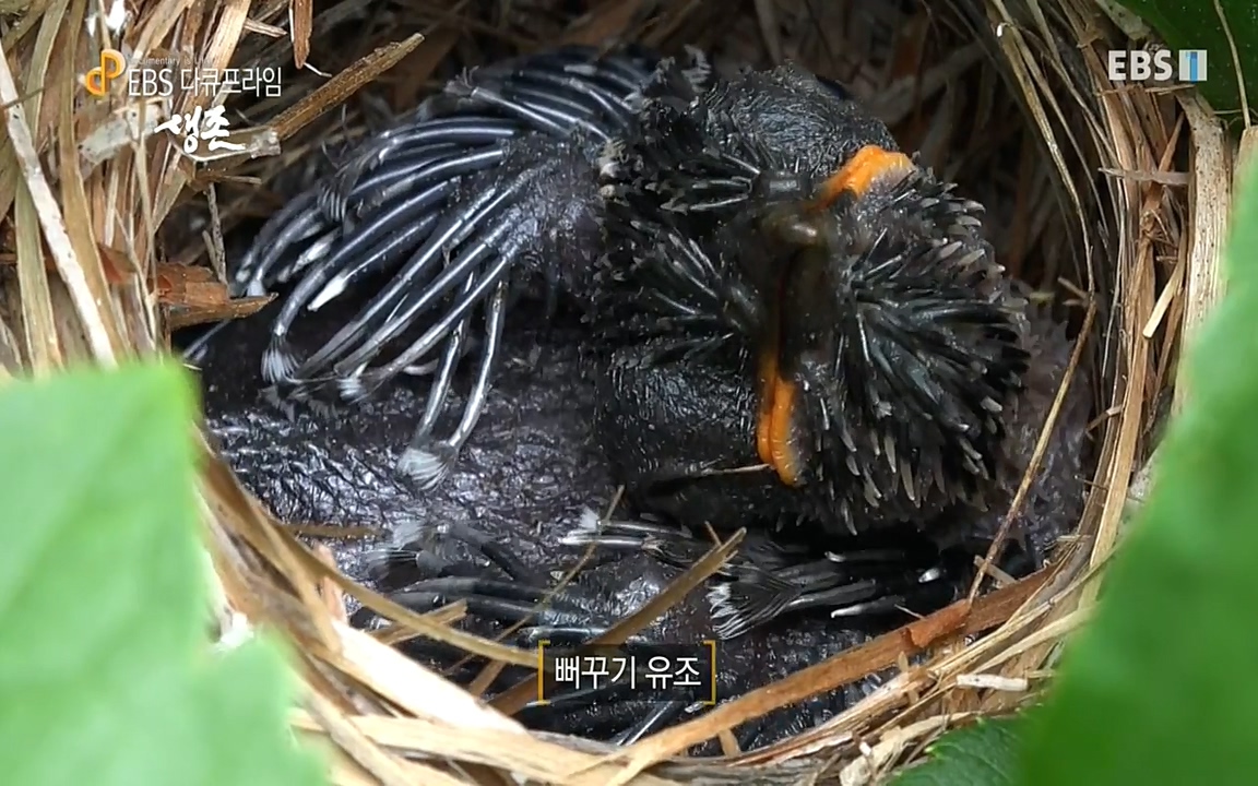 생존 3부_ EBS 다큐프라임_ 220629.avi_20220701_204829.321.jpg