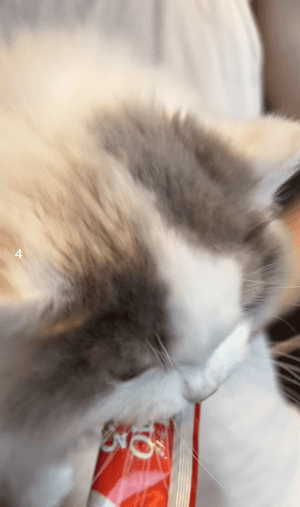 img.gif