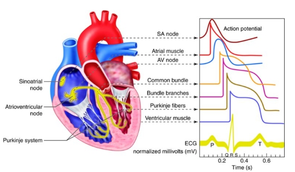 심장두근거림과 호흡곤란의 상관관계