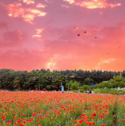 용수골_양귀비축제_양귀비정원