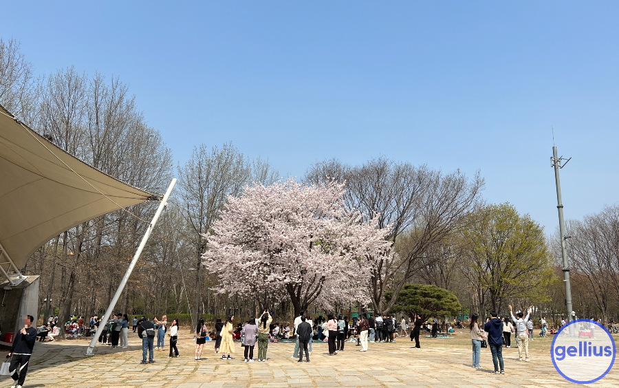 서울숲 살펴 볼 장소 네 번째&#44; 벚꽃