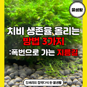  새우 치비 생존율에 도움이 되는 글