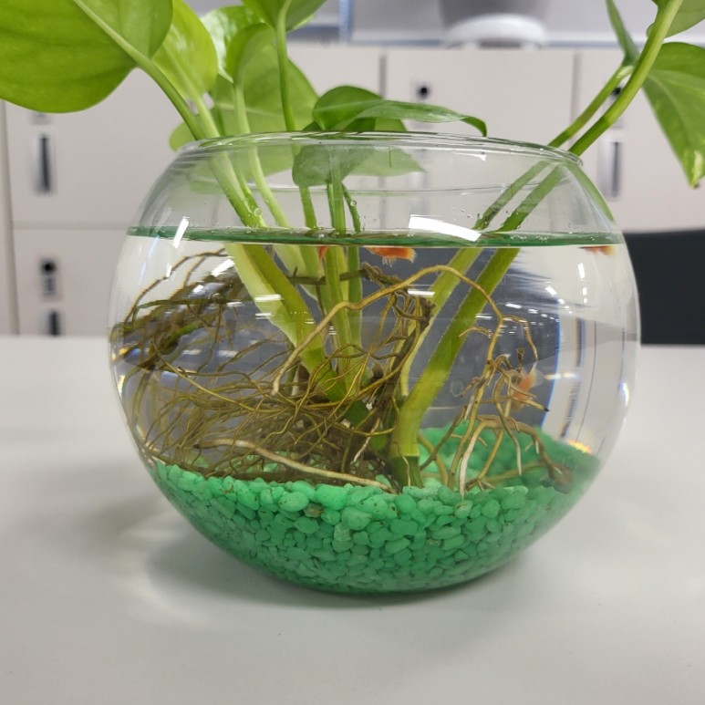 다이소화분 아이템으로 저렴한 가격에 생선, 청어 기르기(혼자 키운지 2개월 후) 6