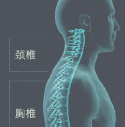 목에서부터-등까지-이어지는-척추-해부도