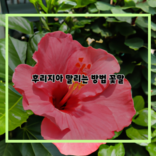  후리지아 말리, 꽃말과 함께하는 아름다운 이야기