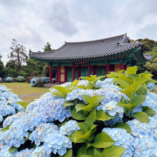 수국 핀 사진