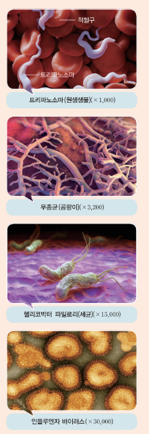  생명과학1: 3-3단원(우리 몸의 방어 작용-비특이적 방어 작용(선천성 면역),백신의 원리,항원 항체 반응,체액성 면역 ,세포성 면역,특이적 방어 작용(후천성 면역),염증,식세포 작용,피부와 점막)