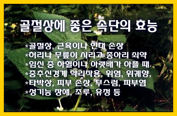  골절상에 좋은 속단의 효능, 부작용, 속단차 만드는 방법