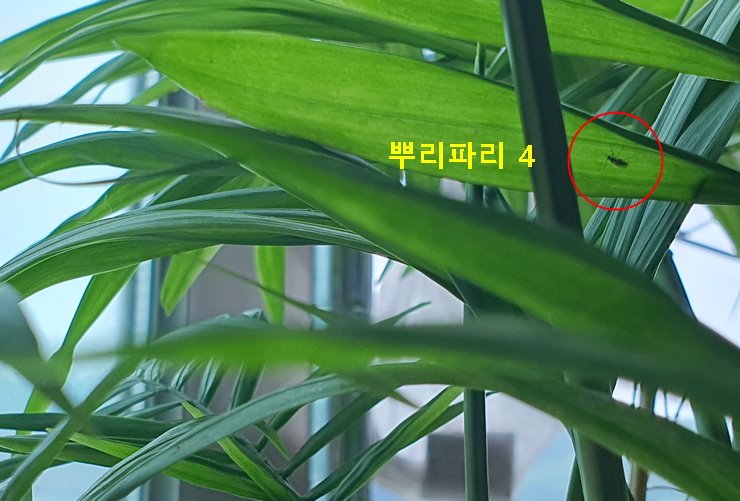 뿌리파리 4