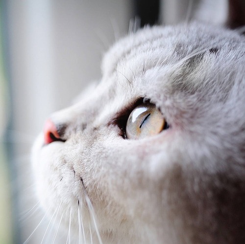  고양이 눈 주변이 빨개요