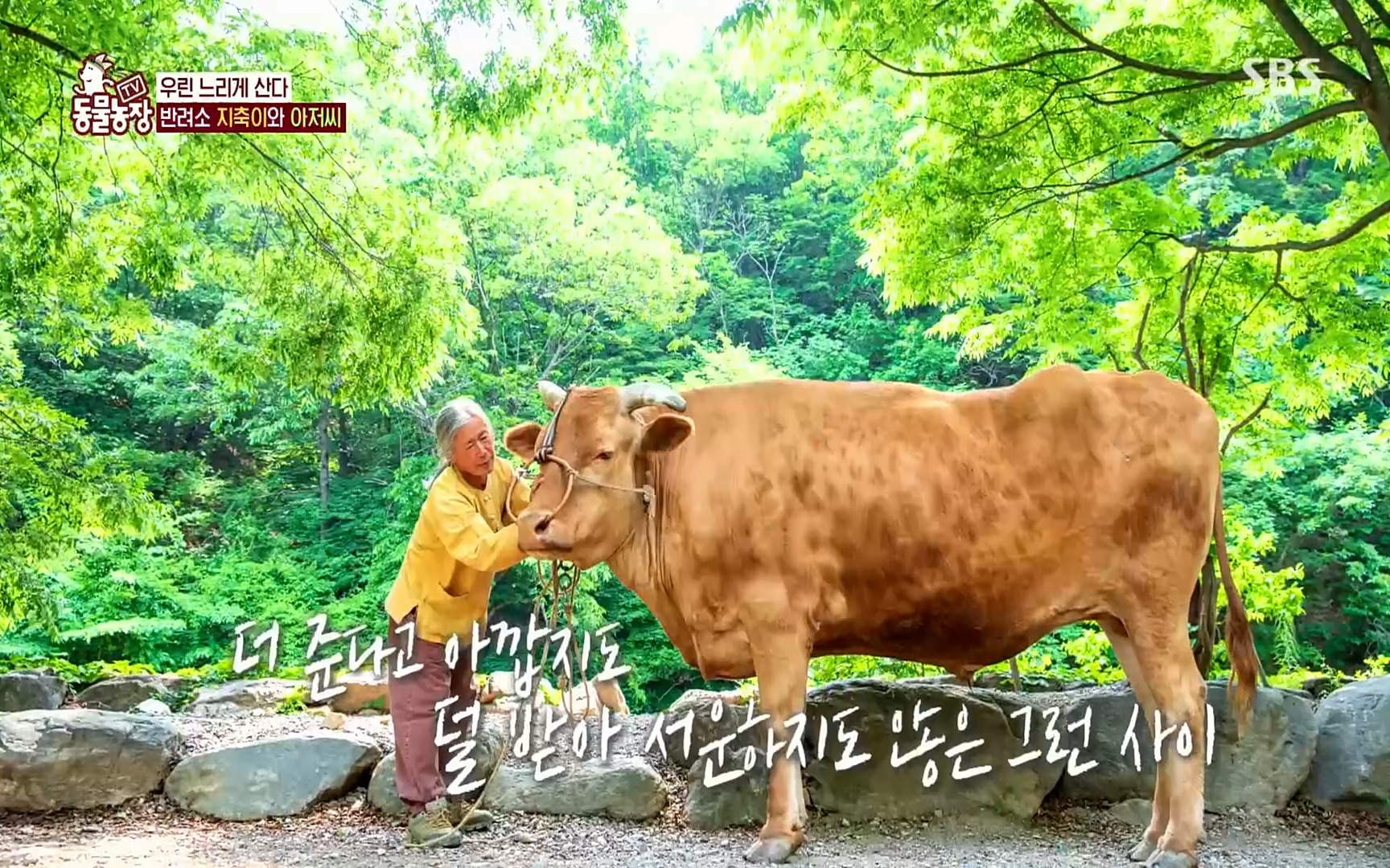 TV 동물농장.E1074.220619p.H264-F1RST.mp4_20220619_182116.713.jpg