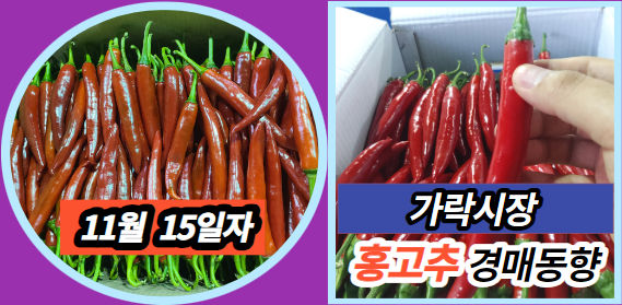  [경매사 일일보고] 11월 15일자 가락시장 홍고추 경매동향을 살펴보겠습니다!