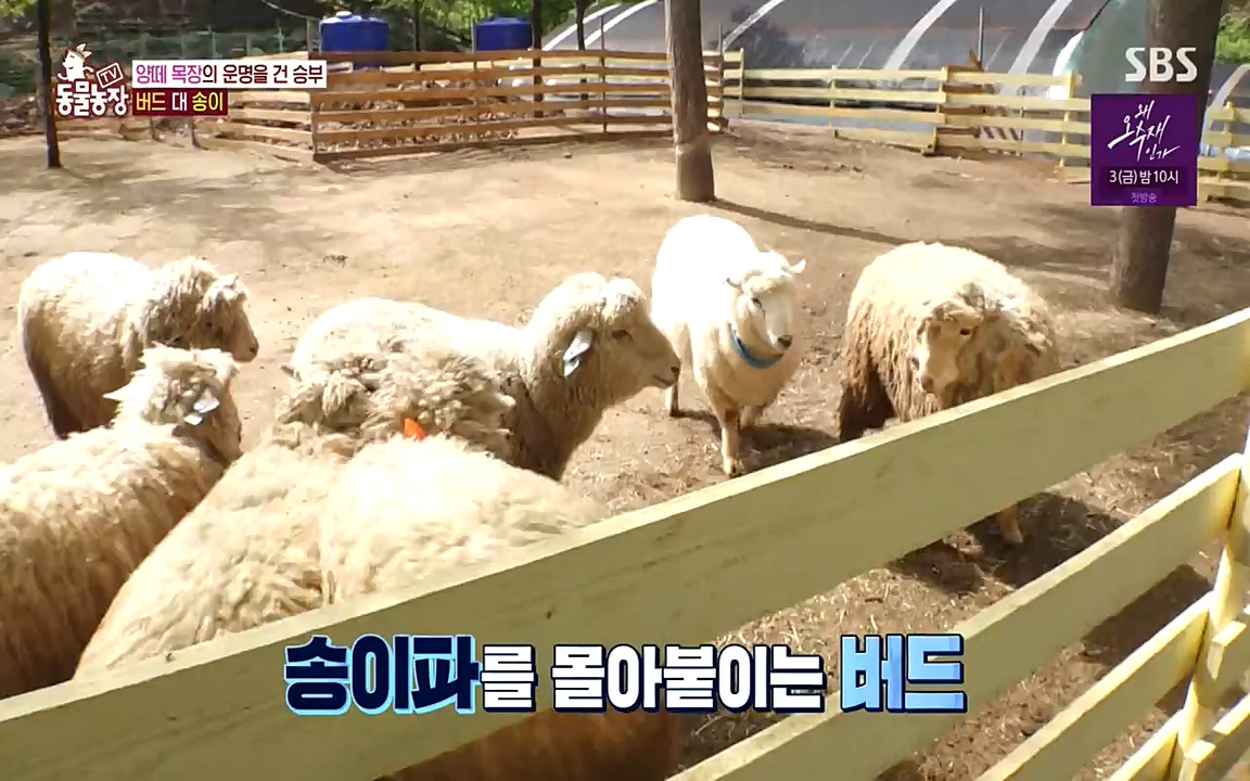 TV 동물농장.E1071.220530p-NEXT.mp4_20220529_174717.966.jpg
