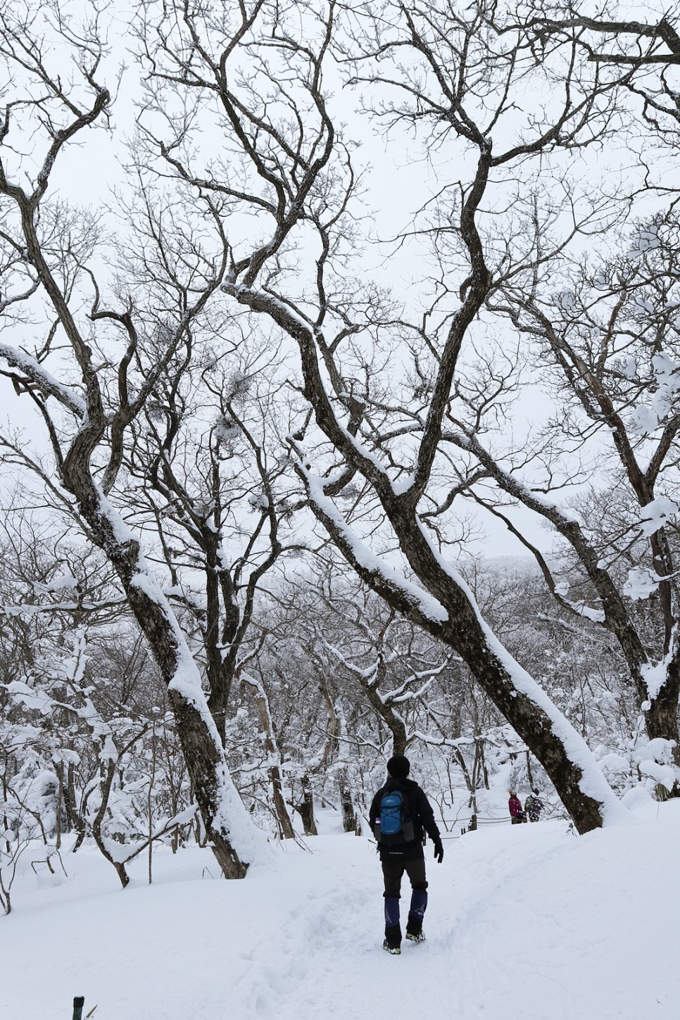 눈쌓인 겨울산 이미지 33