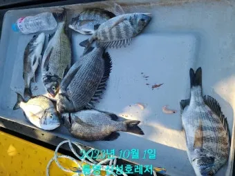통영 감성돔낚시 후기 물때 조금_7