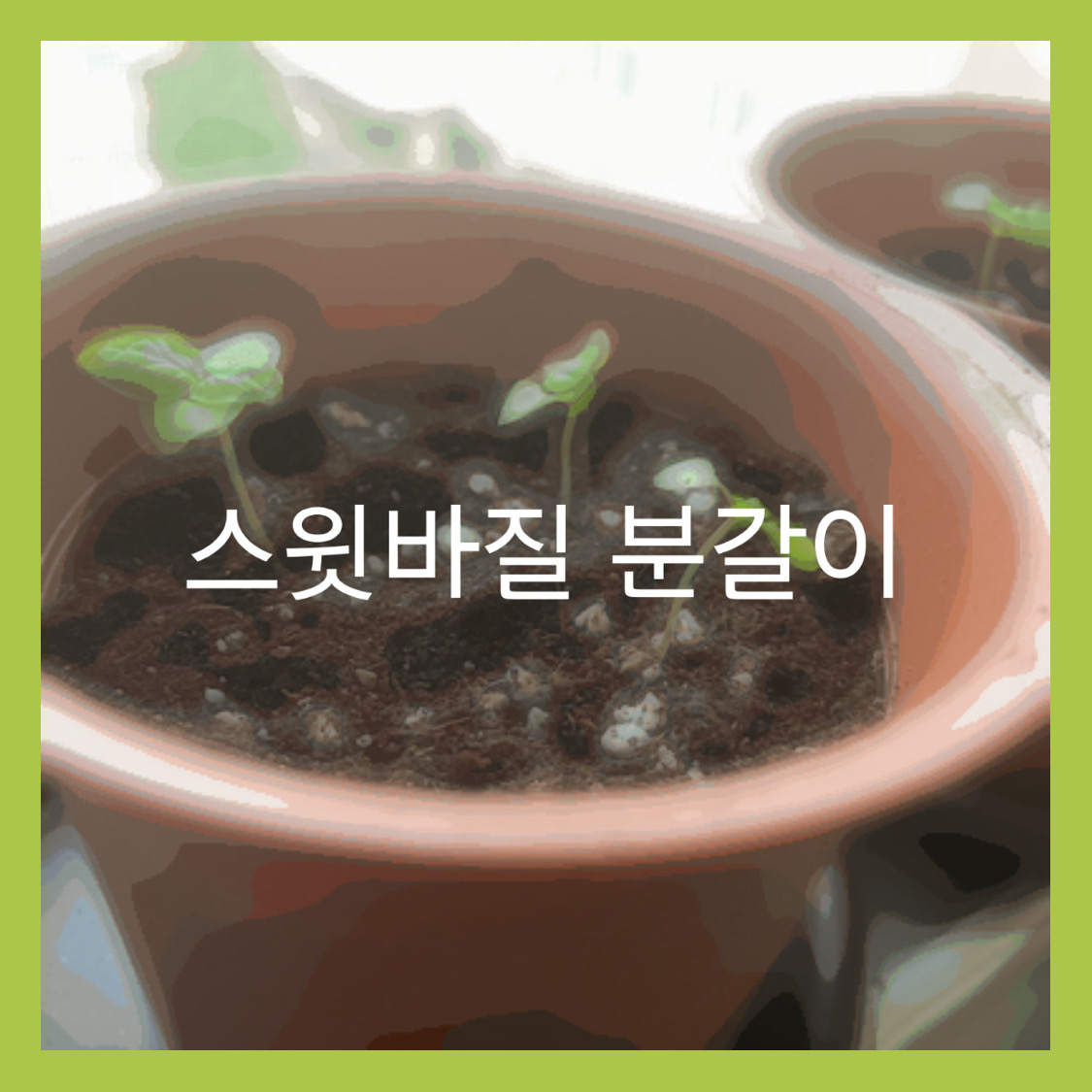  스윗바질 집에서 키우기 (수확까지의 여정)