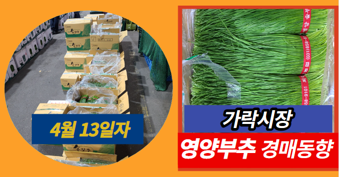  [경매사 일일보고] 4월 13일자 가락시장 영양부추 경매동향을 살펴보겠습니다!