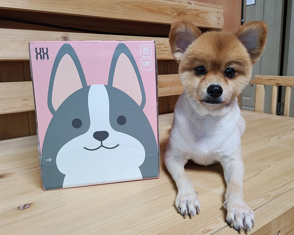 흡수력이 대박이야?이름에 맞는 달라 패드! 개 화장실 패드 14
