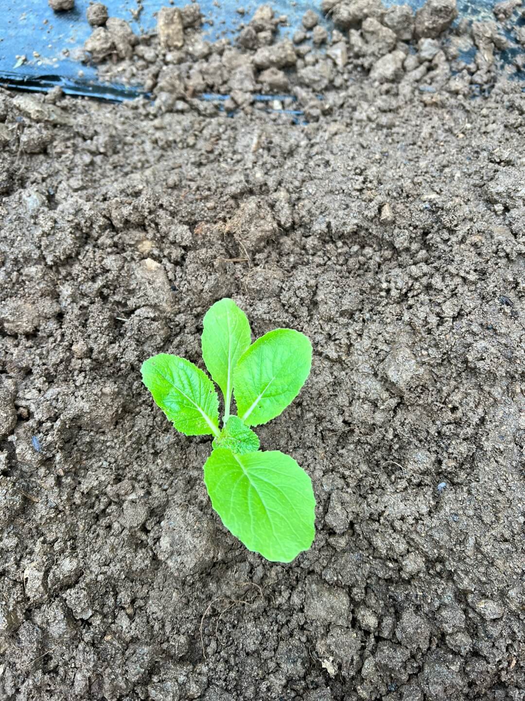 배추 모종 파종