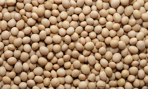 기억력을 향상시키는 음식 