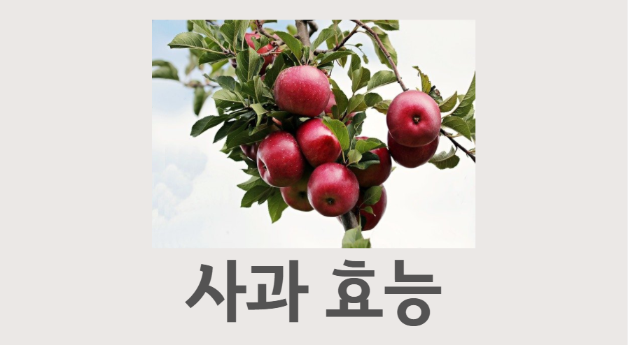  나만 모르는 사과효능