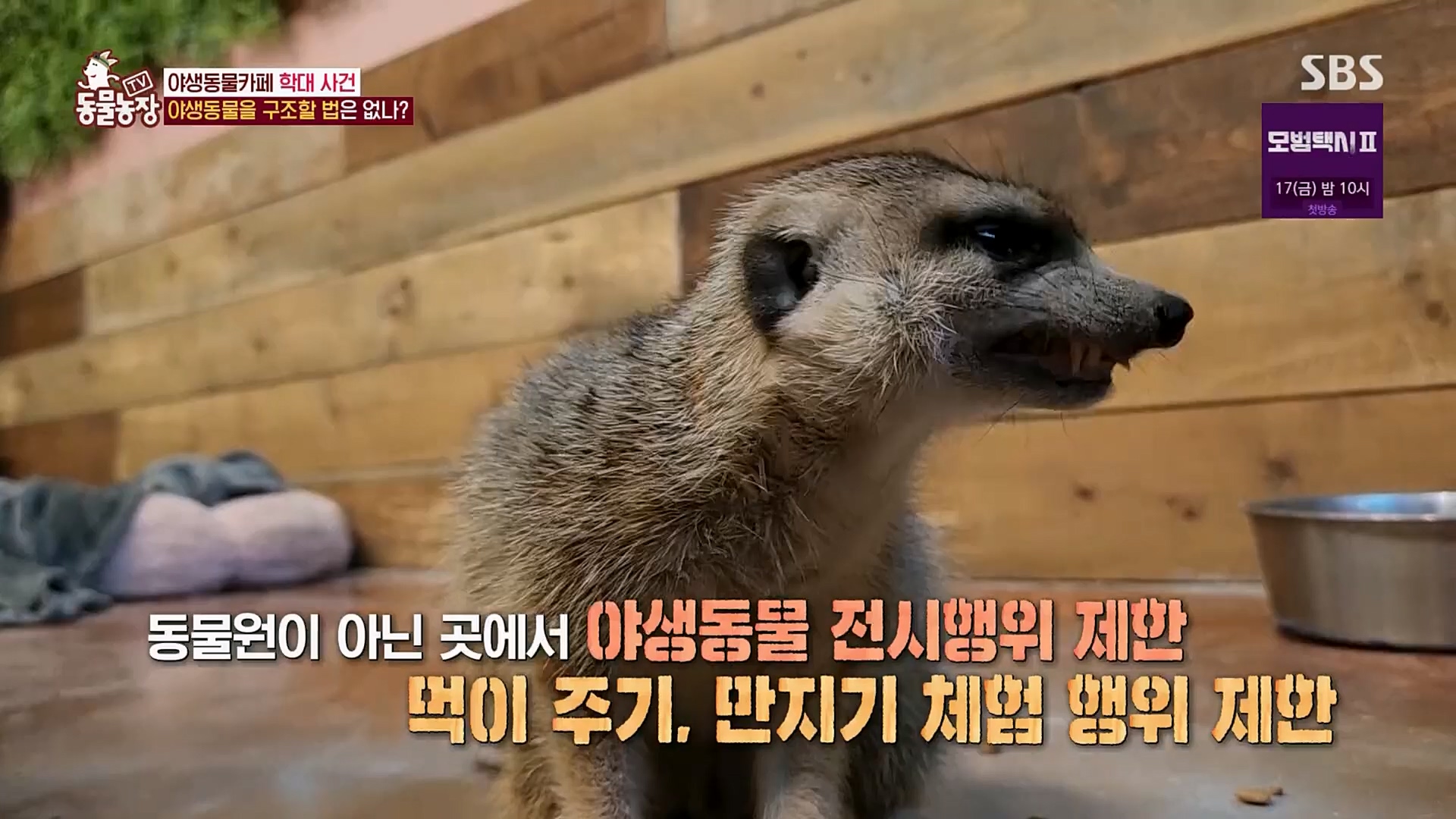 TV 동물농장.E1108.230212p.H264-F1RST.mp4_20230212_182202.477.jpg