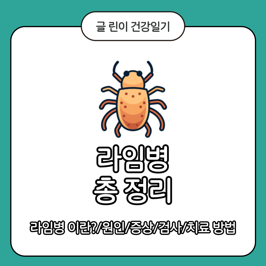  라임병 총 정리 : 원인/증상/검사 방법/치료 방법