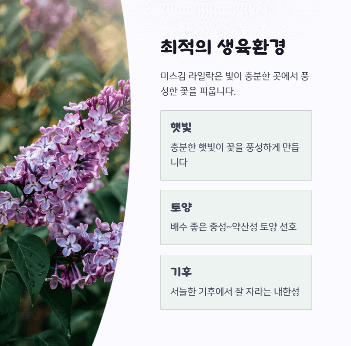 미스김 라일락 키우기
