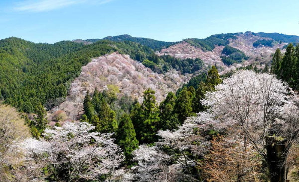 吉野山