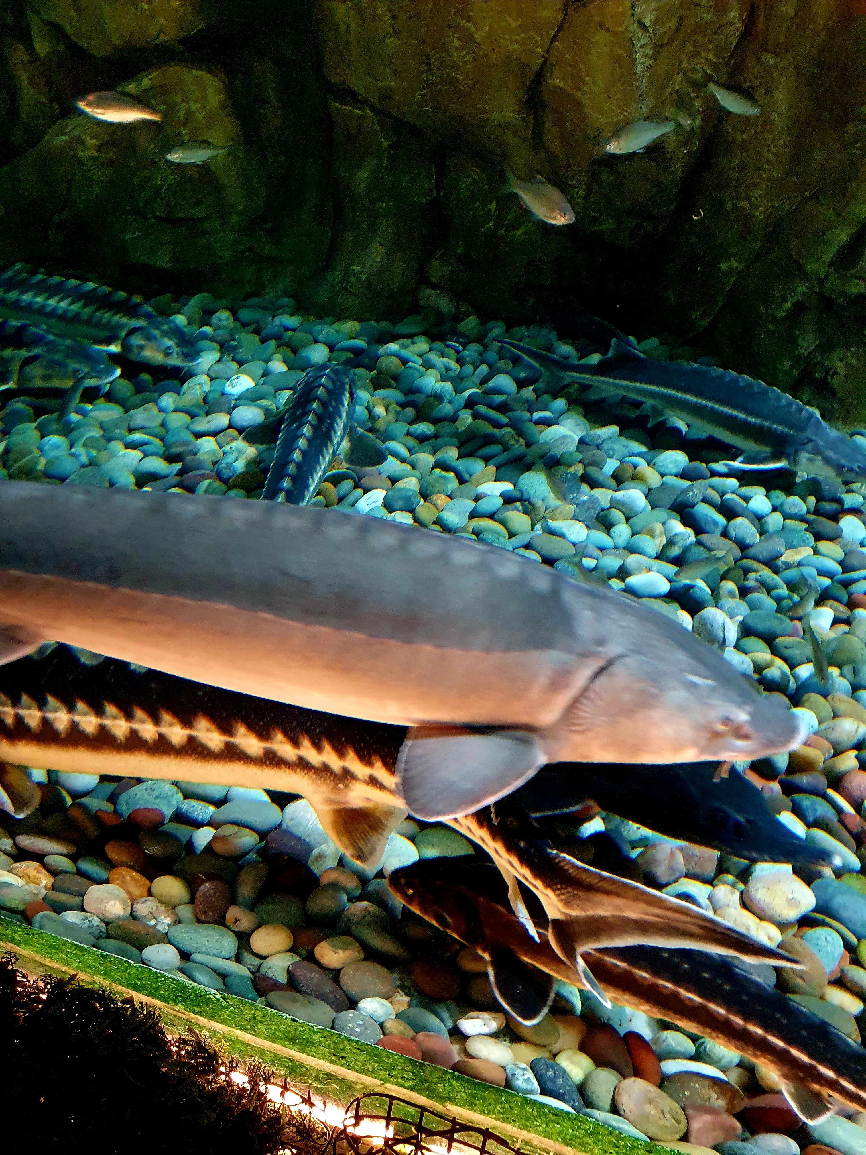 최근 제주 해안에서 온몸이 투명한 정체불명의 해양생물이 발견돼 화제입니다. 이 연체생물은 주로 인도 태평양 지역 따뜻한 바다에 사는  '카리나리아 크리스타타'로 추정됩니다. #해양생물#카리나리아크리스타타#연체생물#제주까지왜왔니#KBS#KBSNEWS, image size:3024x4032