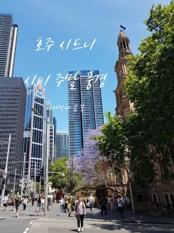 호주 시드니 도심 여행코스_16