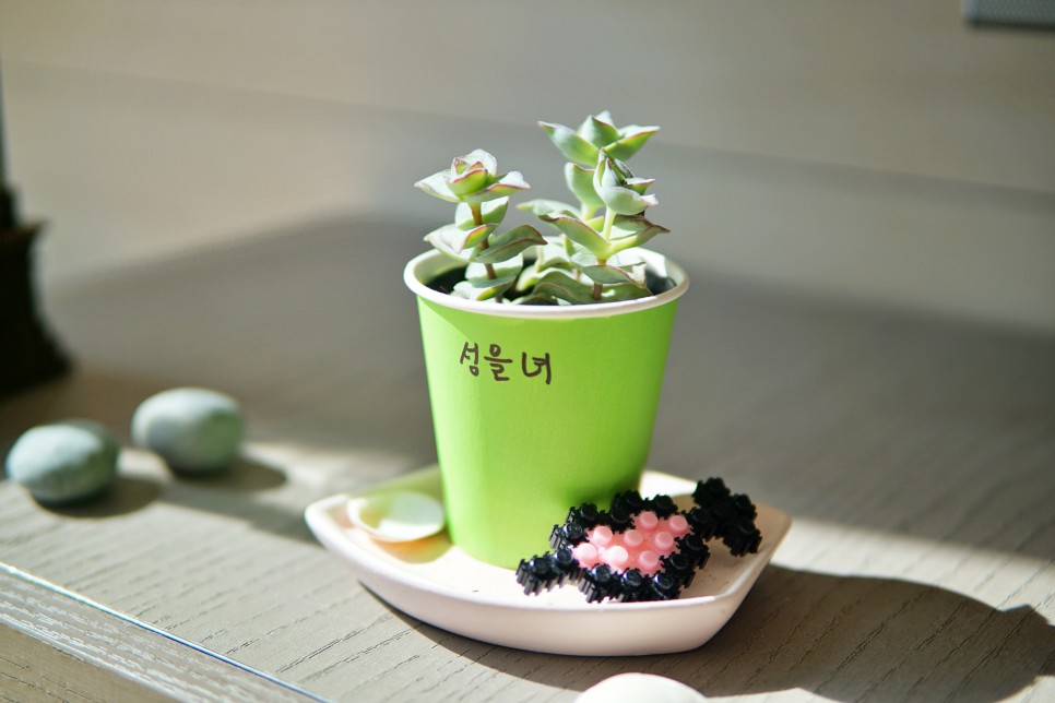 30mm f1.4 삼식렌즈 구매후기 소니 미러리스 카메라 a6000 시그마 15